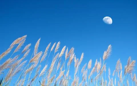 Grass and blue sky Foto stock