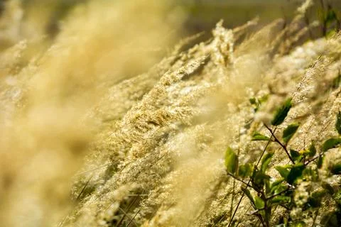 Grass and blur Foto stock