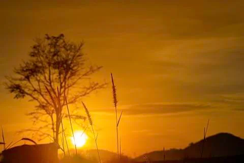 Grass and blurry background image of the sun in the morning. Stock Photos