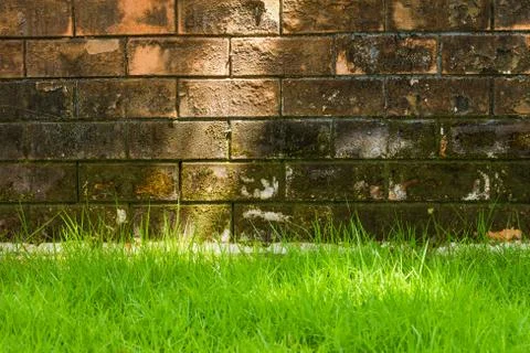 Grass and brick wall background Stock Photos