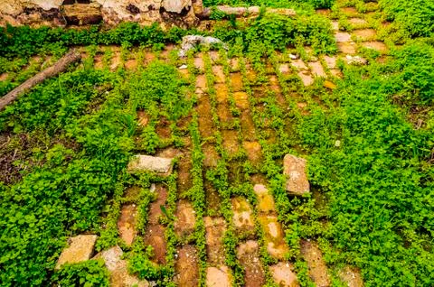Grass and bricks Stock Photos