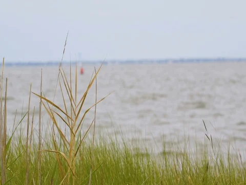 Grass and Buoy Stock Footage 79970531