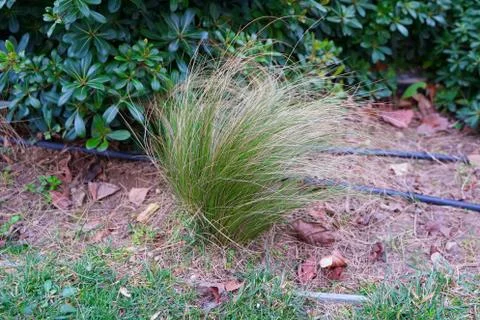 Grass and bush in the forest close up view Stock Photos