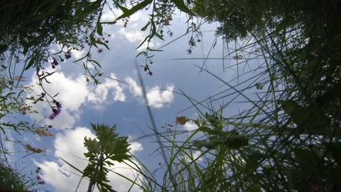 Grass And Cloud Timelapse Stockbeeldmateriaal 83409007