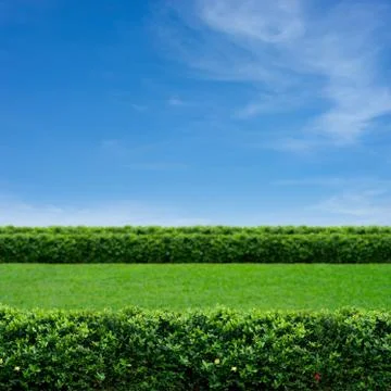 Grass and cloudy sky Stock Photos