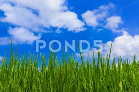 Grass and cloudy sky Stock Photos