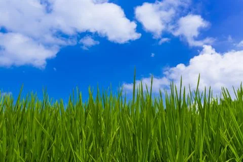 Grass and cloudy sky Stock Photos