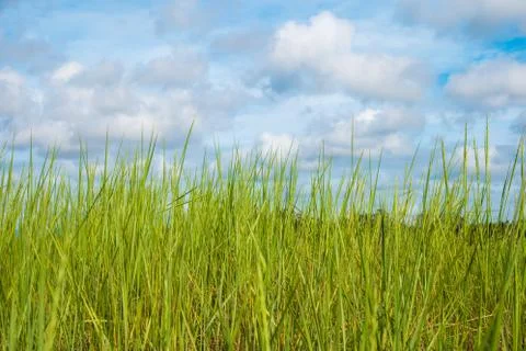 Grass and cloudy sky Stock Photos