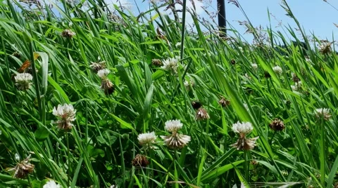 Grass and clover Stock Footage 49780630
