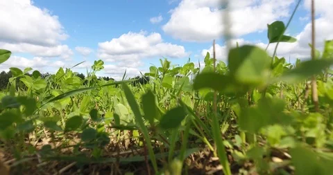 Grass and clover wiggle in the wind. Close up. Video stock 93128363