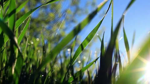 Grass and cobweb Stock Footage