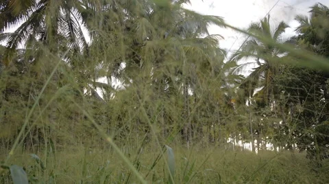 Grass and coconut trees Stock Footage 51640794
