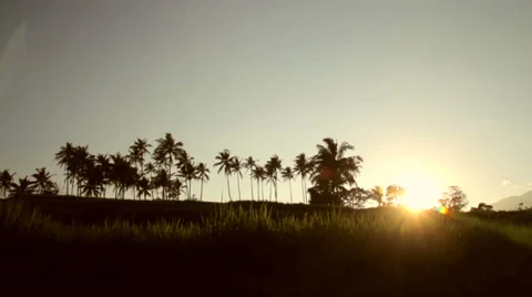 Grass And Coconut Trees At Sunset Video stock 35824975