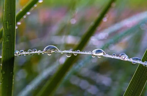 Grass and colored raindrops on it, close-up.Soft focus Stock Photos