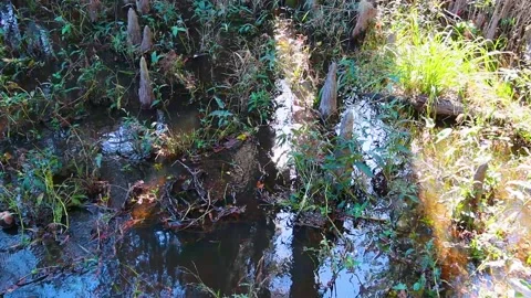 Grass and cone like stumps in the swamp Stock Footage 143165704