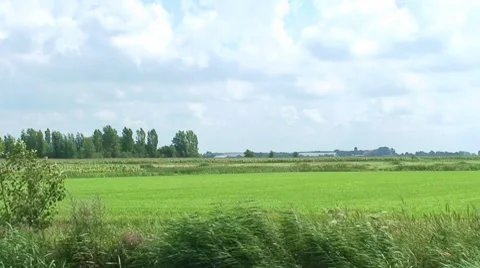Grass and cornfield at the rivershore Stock Footage 8659020