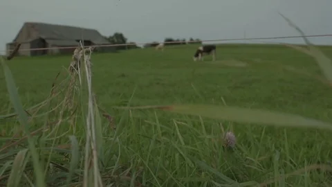 Grass and Cows Stock Footage 83788579