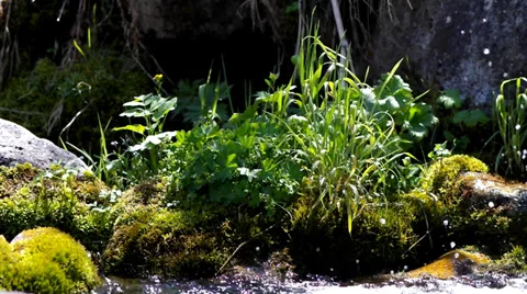 Grass and creek Stock Footage 39017745