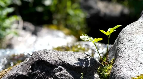 Grass and creek. Stock Footage 40414370