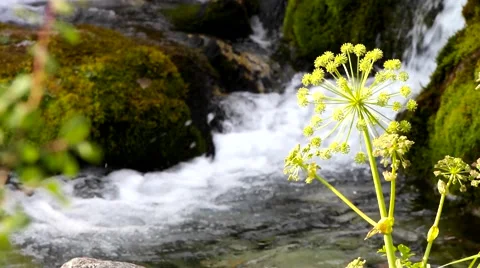 Grass and creek. Stock Footage 40414504