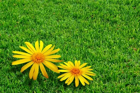 Grass and daisies Stock Photos
