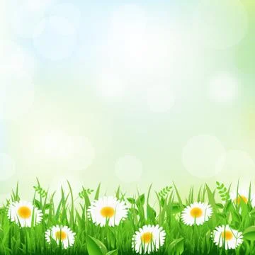 Grass and daisy Stock Illustration