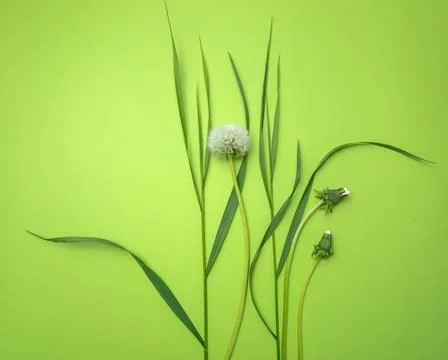 Grass and dandelion Stock Photos