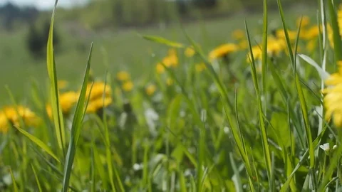 Grass and dandelions Stock Footage 81790353
