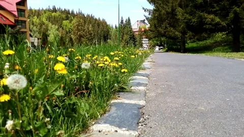 Grass and dandelions Stock Footage 155331768