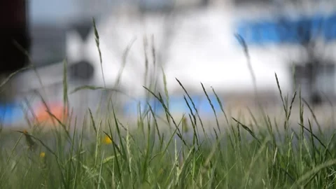 Grass and dandelions in the foreground move slowly in the breeze, overshado.. Stock Footage 274473154