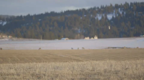 Grass and Deer rack focus Stock Footage 24753340