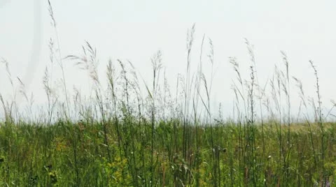 Grass and defocused control tower at the airport Видео 11517520
