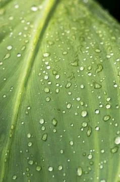 Grass and dew abstract background Foto stock