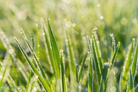 Grass and dew drops close-up Stock Photos