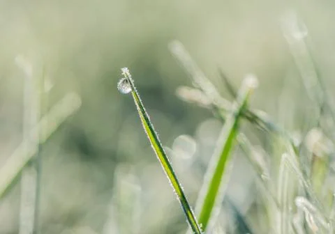 Grass and dew drops close-up. Stock Photos
