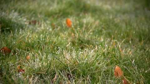 Grass and dew drops Video stock 915676