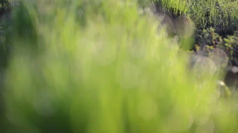 Grass and dew drops Stock Footage 49682038