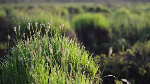Grass and dew drops Stock Footage 49687443