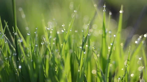 Grass and dew drops Stock Footage 49687445