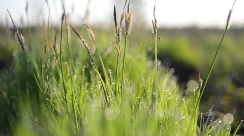 Grass and dew drops Stock Footage 49687473