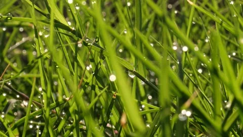 Grass and dew Video stock 253701925
