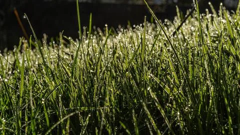 Grass and dew Stock Photos