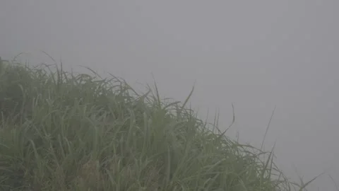 Grass and Dewdrops on Meadow after Rain Stock-Footage 343662821
