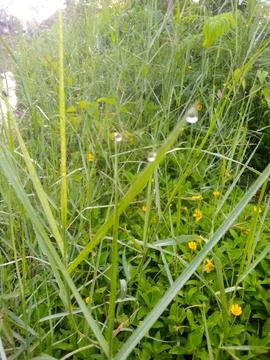 Grass and dewdrops Stock Photos