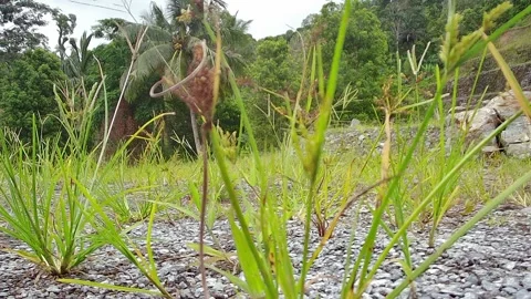 Grass and dirt droning Stock Footage 241398634