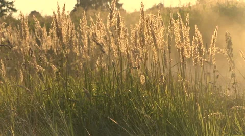 Grass and dust in the wind Stock Footage 54207739