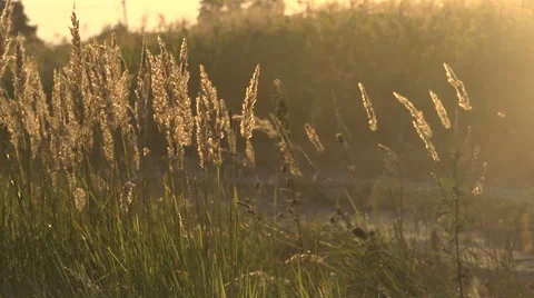 Grass and dust in the wind Stock Footage 54207869