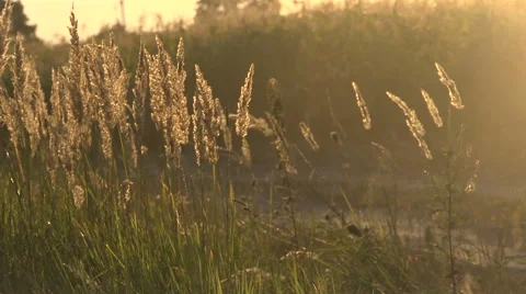 Grass and dust in the wind Stock Footage 54208007