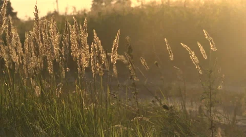 Grass and dust in the wind Stock Footage 54208241