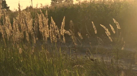 Grass and dust in the wind Stock Footage 54208339